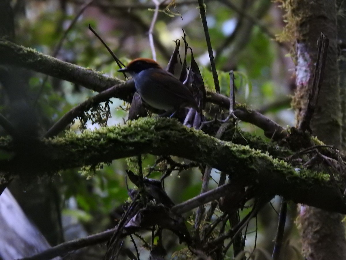 Jejenero Carinegro - ML646695656