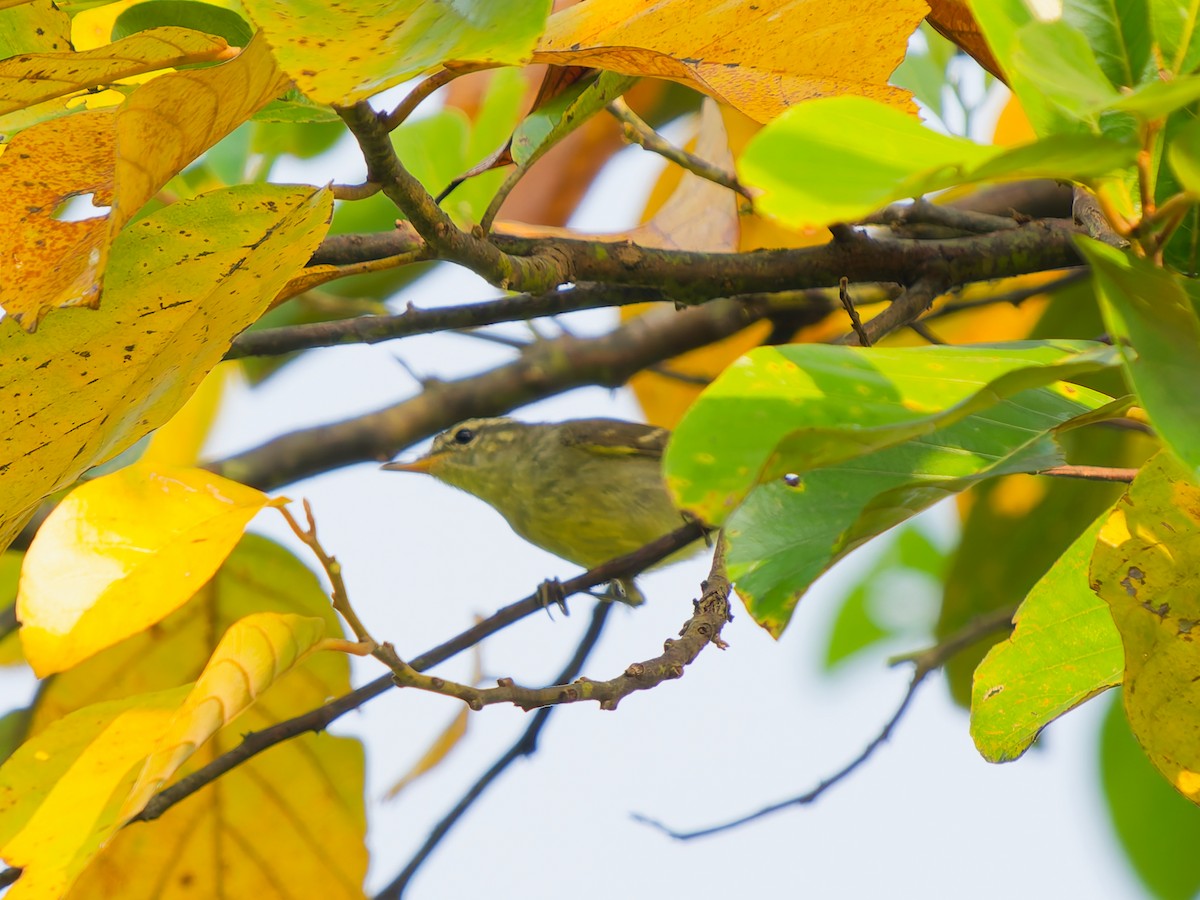 Mosquitero Bilistado - ML646695657