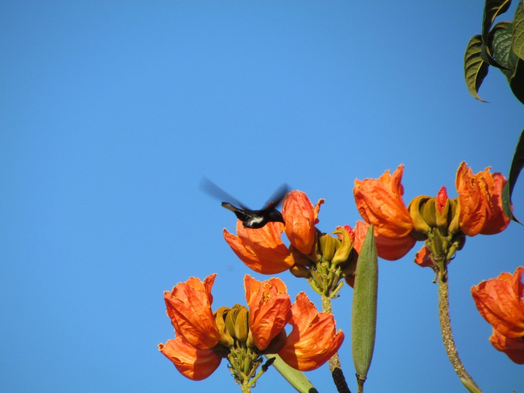 Colibrí Negro - ML646695658