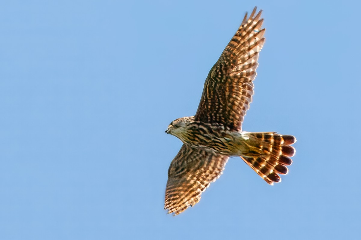 Esmerejón - ML646695659