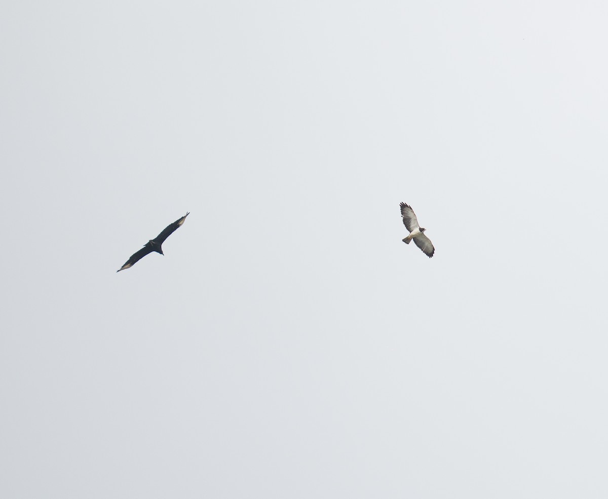 Busardo Colicorto - ML646695662