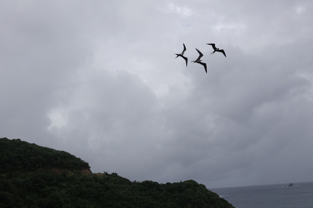 Rabihorcado Magnífico - ML646695663