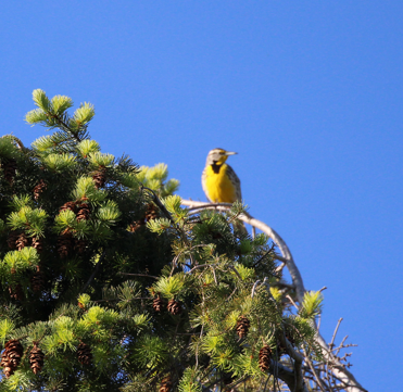 Pradero Occidental - ML646695664