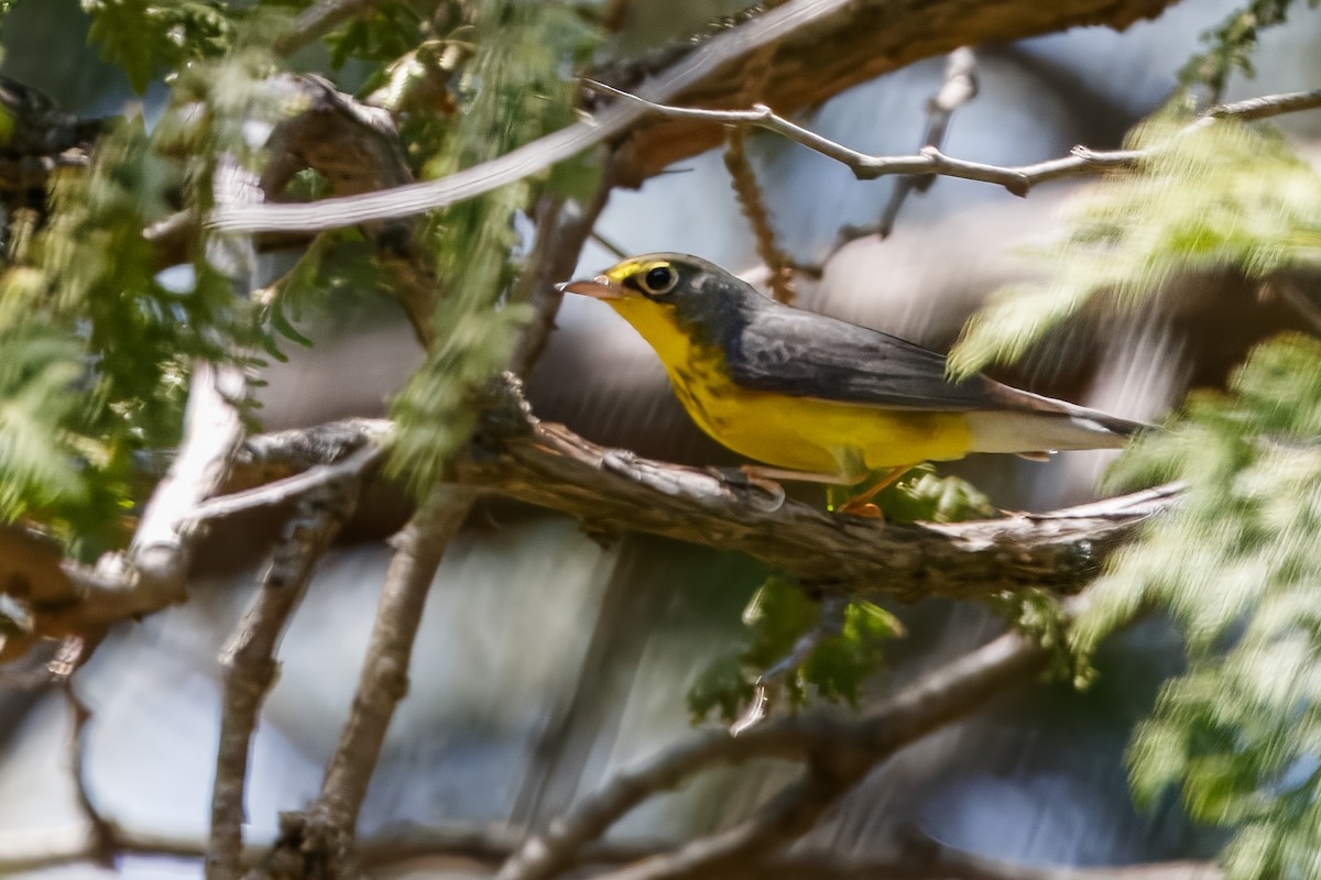 Reinita Canadiense - ML646695665