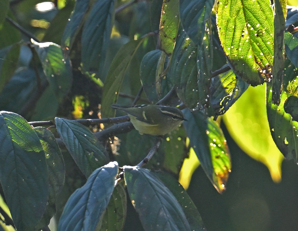 Mosquitero Dorsiclaro - ML646695668