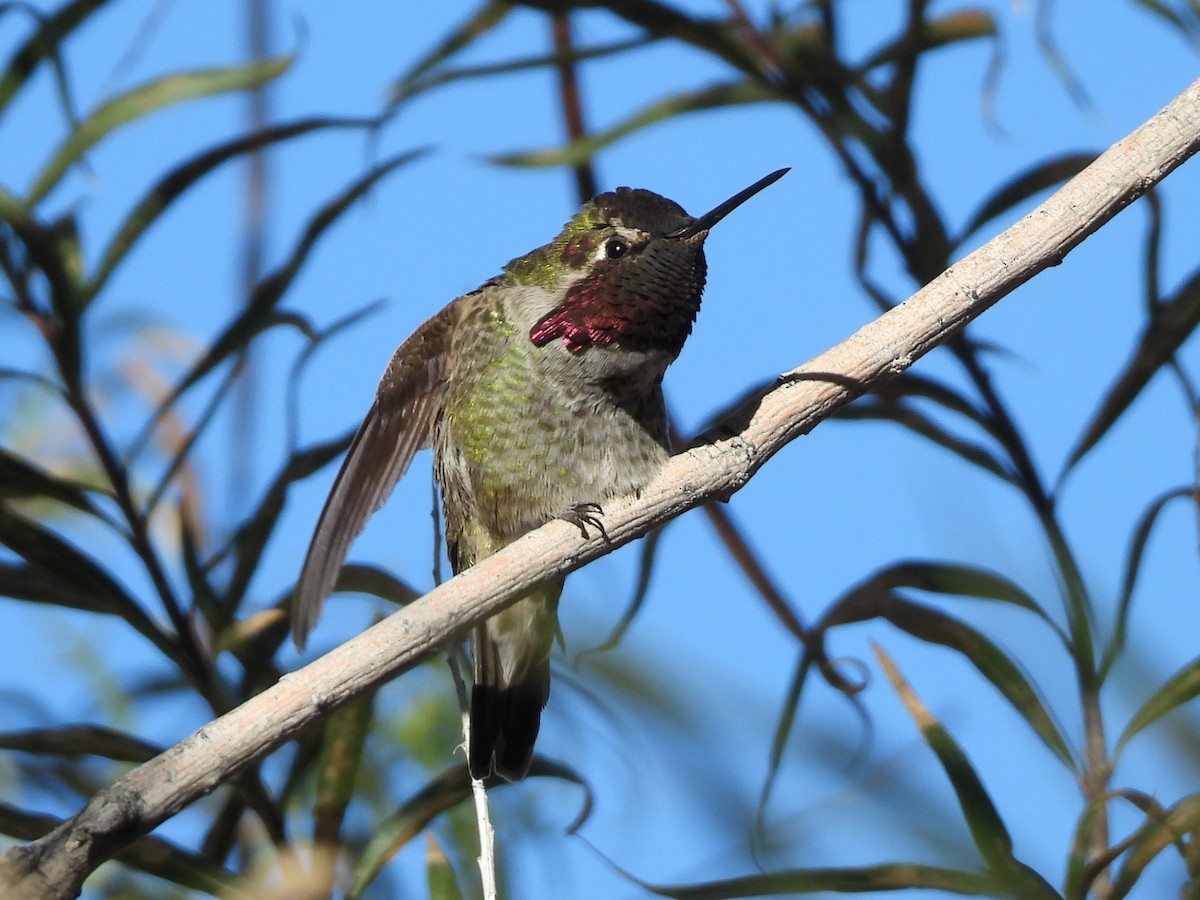 Colibrí de Anna - ML646695669