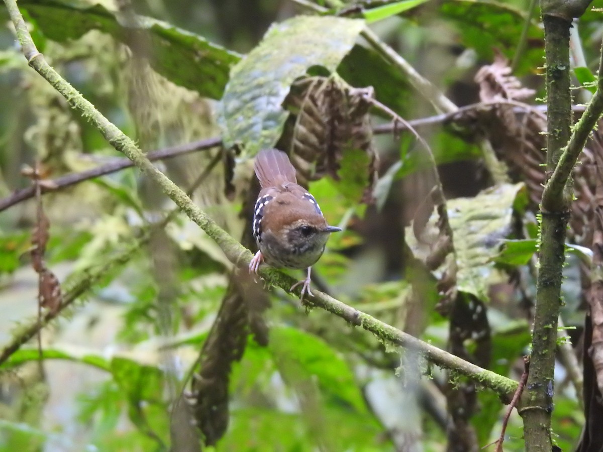Squamate Antbird - ML646695670