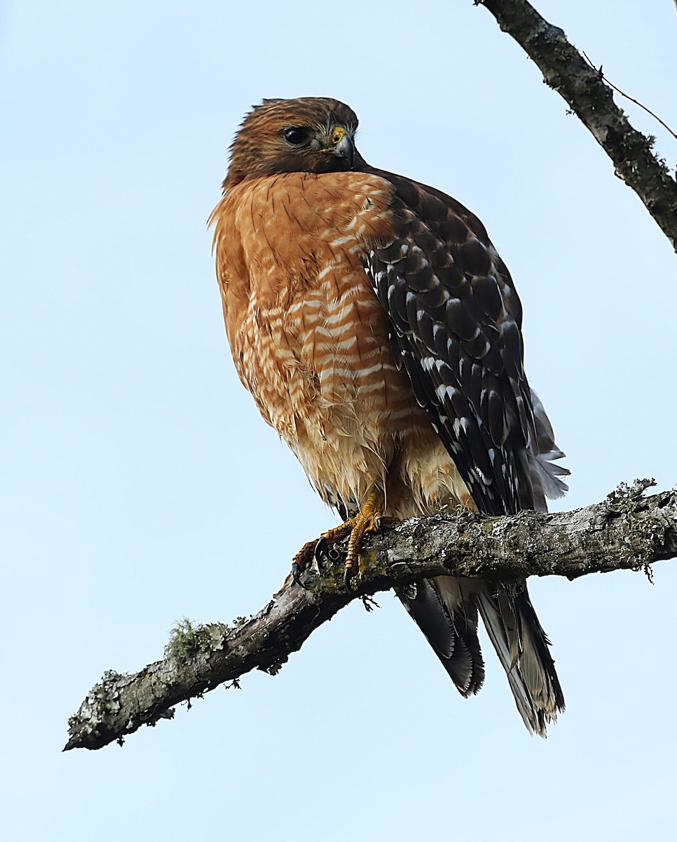 káně páskovaná [skupina lineatus] - ML646695671