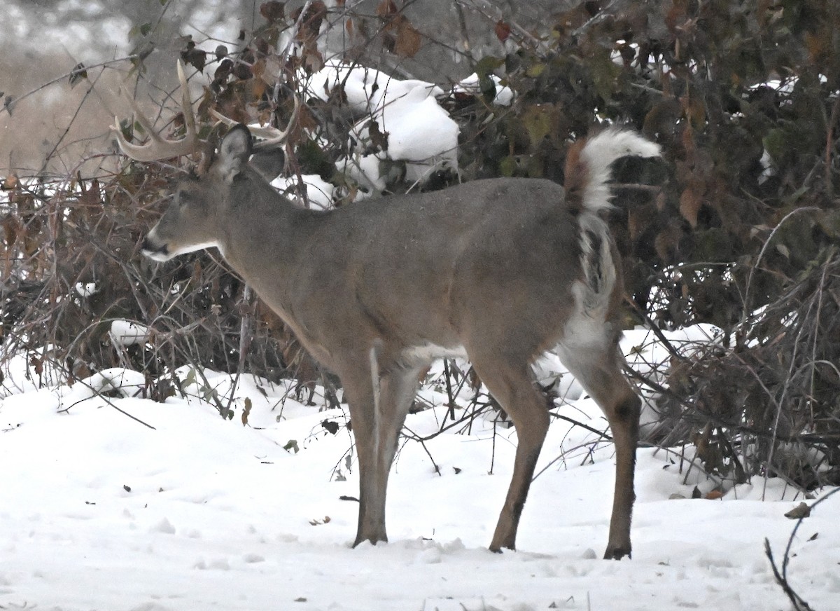 בעלי חיים - ML646695672