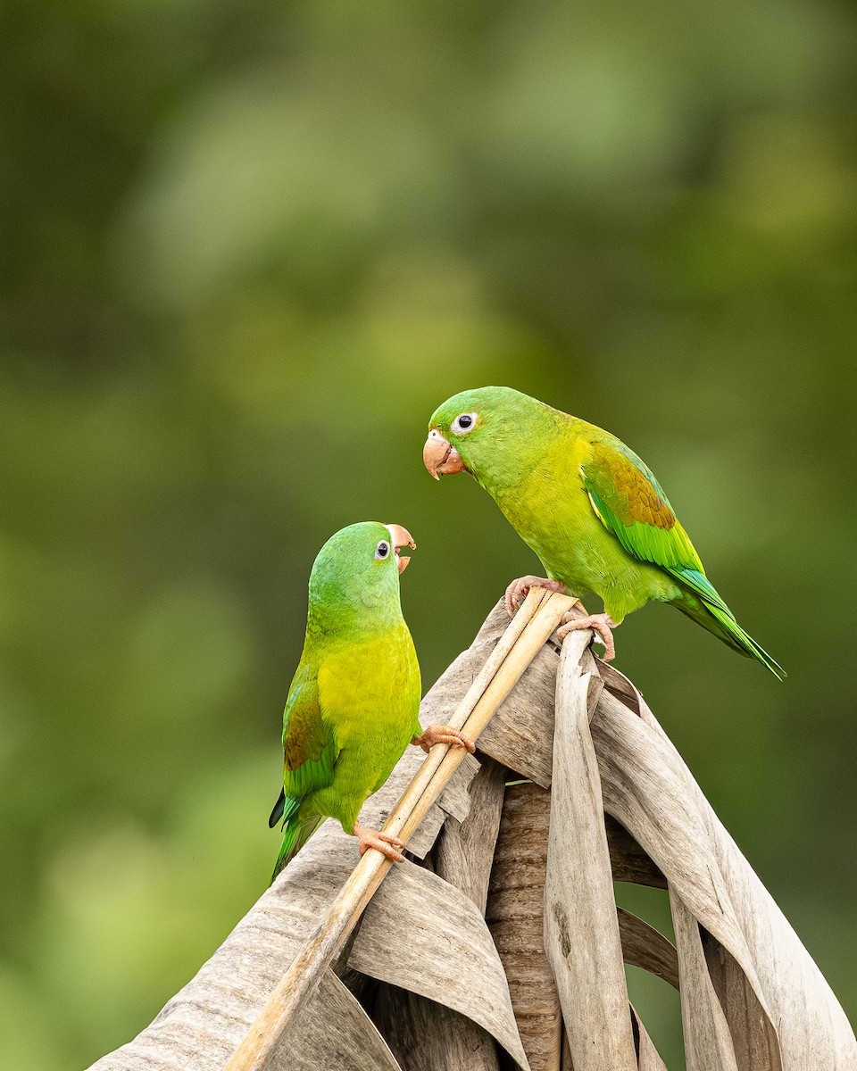 Orange-chinned Parakeet - ML646695675