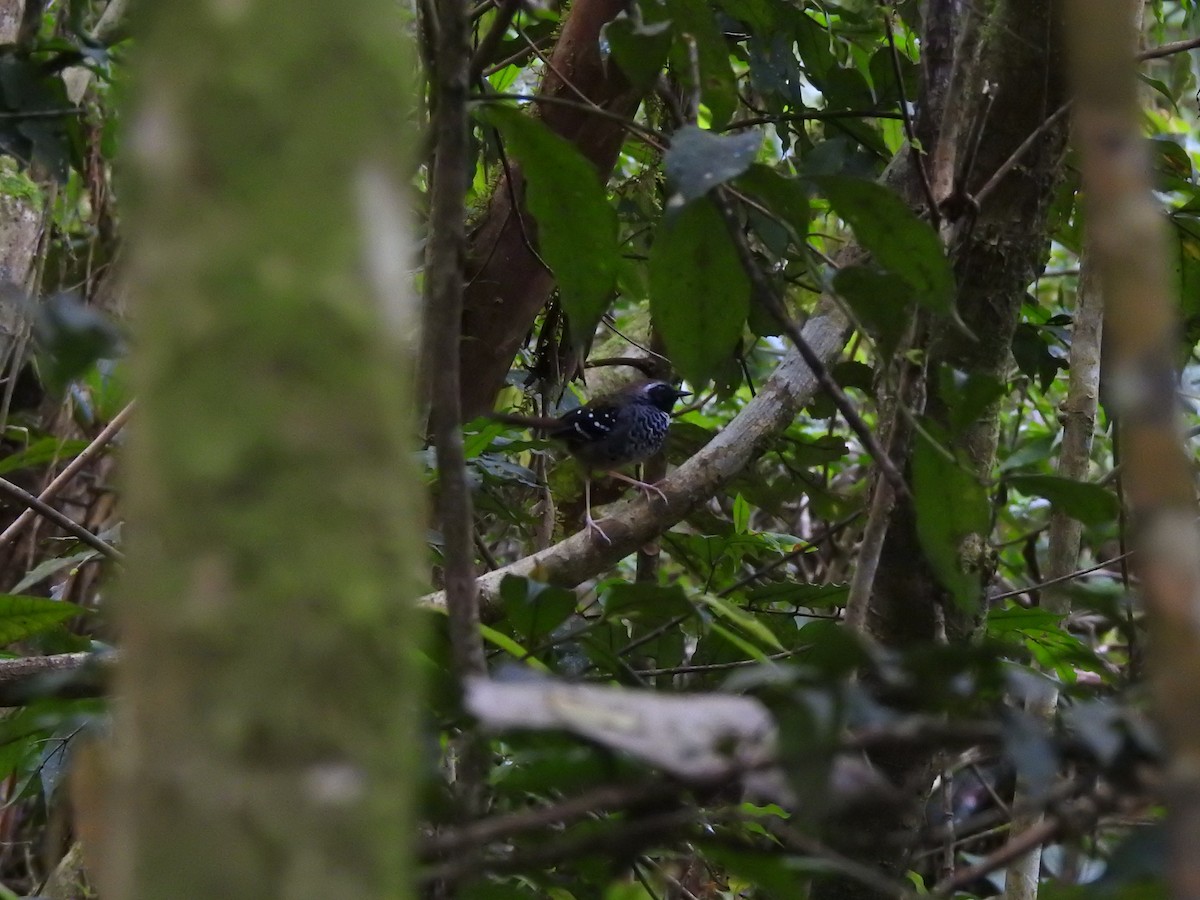 Squamate Antbird - ML646695676
