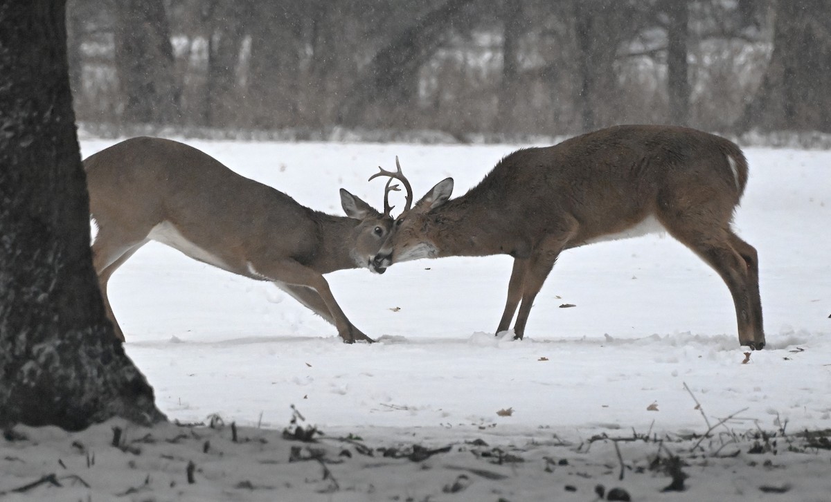 בעלי חיים - ML646695677