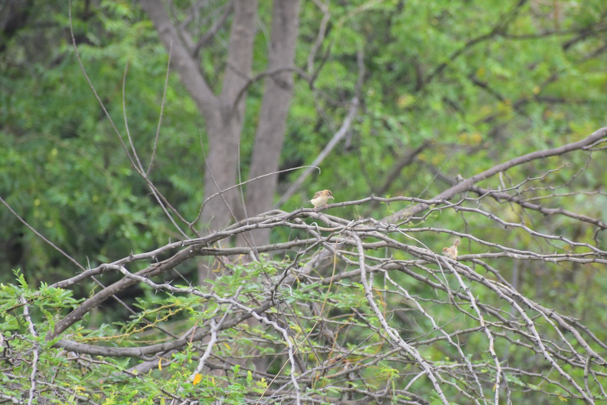 Zitting Cisticola - ML646695678