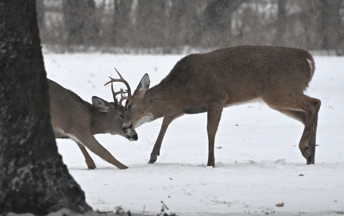 בעלי חיים - ML646695681