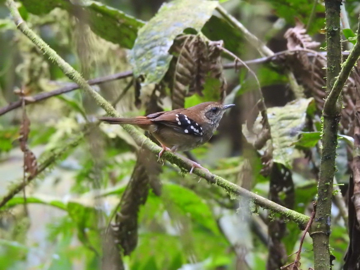 Squamate Antbird - ML646695682