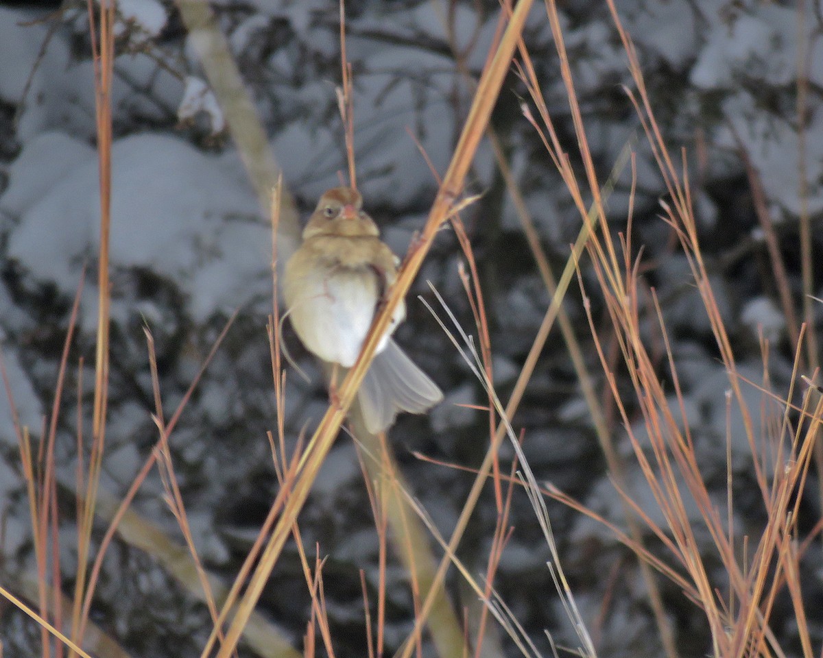 Tarla Serçesi - ML646695684