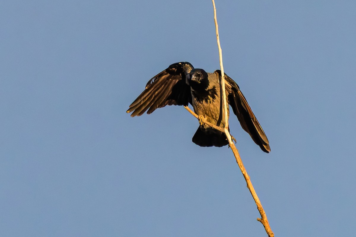 Hooded Crow - ML646695685