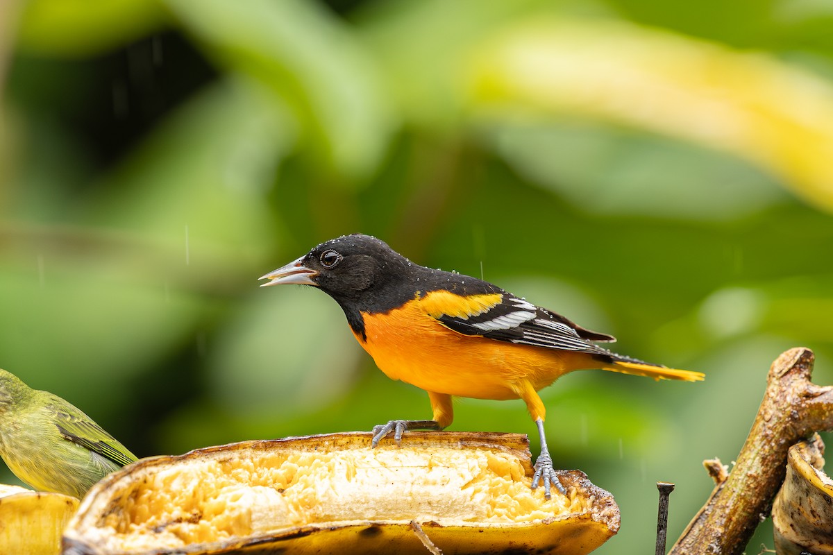 Baltimore Oriole - ML646695686