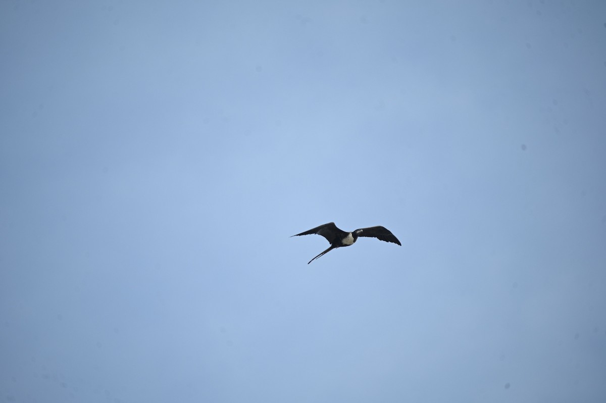 Magnificent Frigatebird - ML646695687