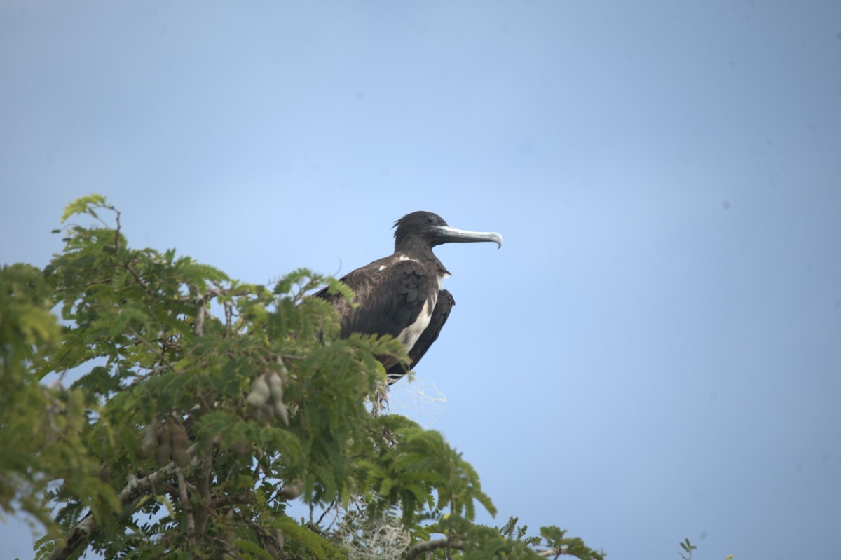 Magnificent Frigatebird - ML646695688