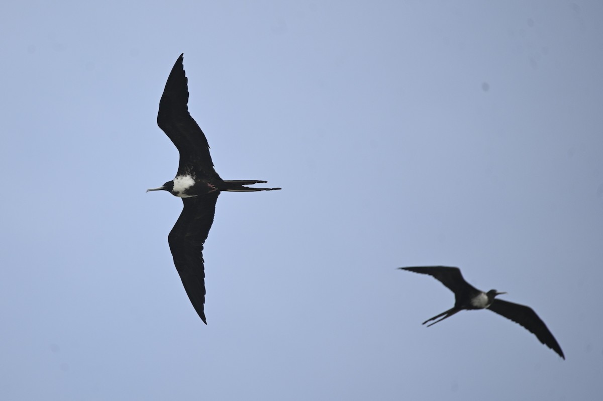 Magnificent Frigatebird - ML646695689