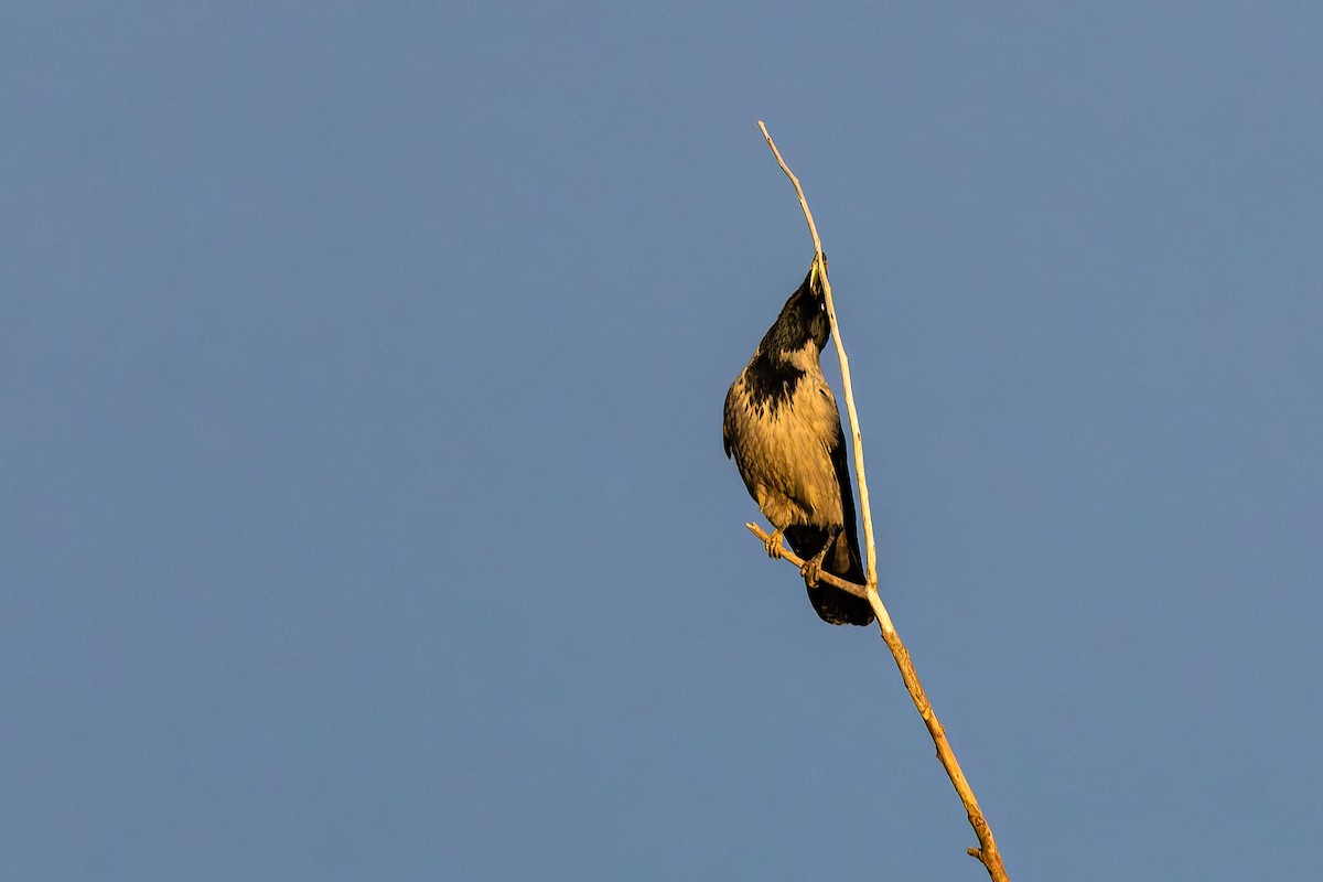 Hooded Crow - ML646695691