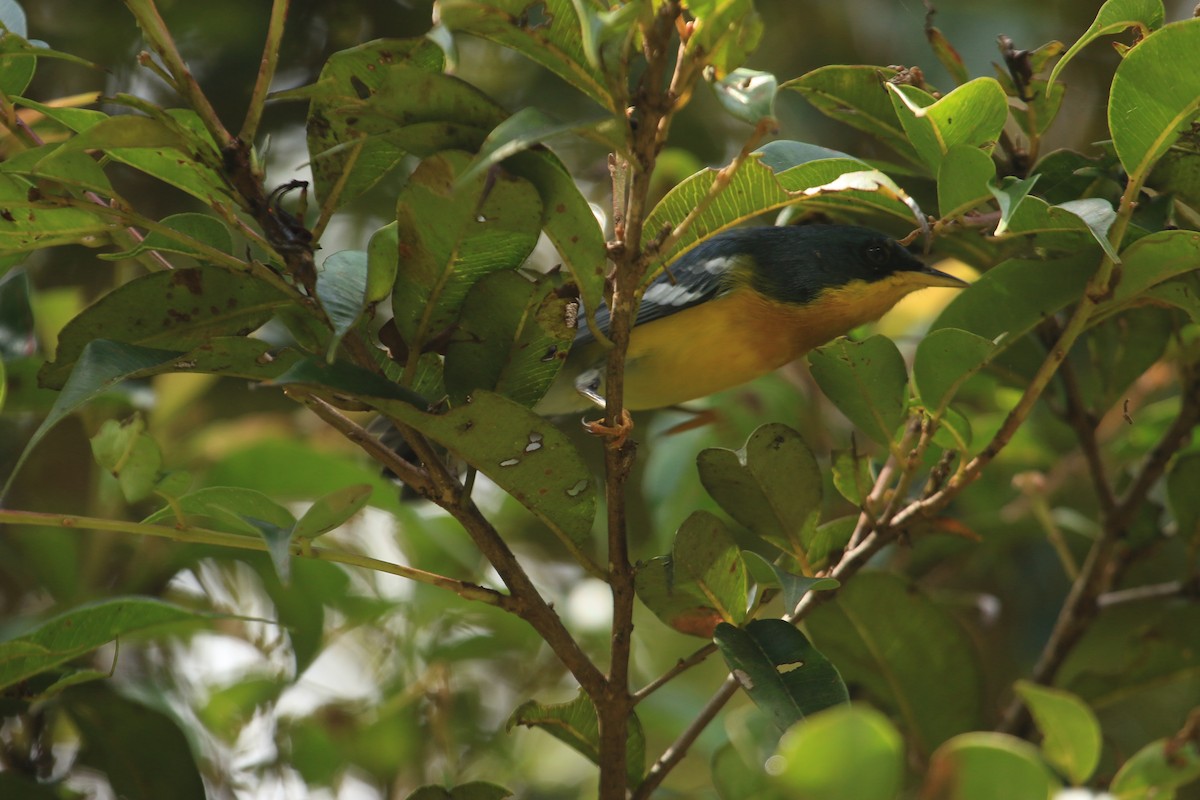 Tropical Parula - ML646695692
