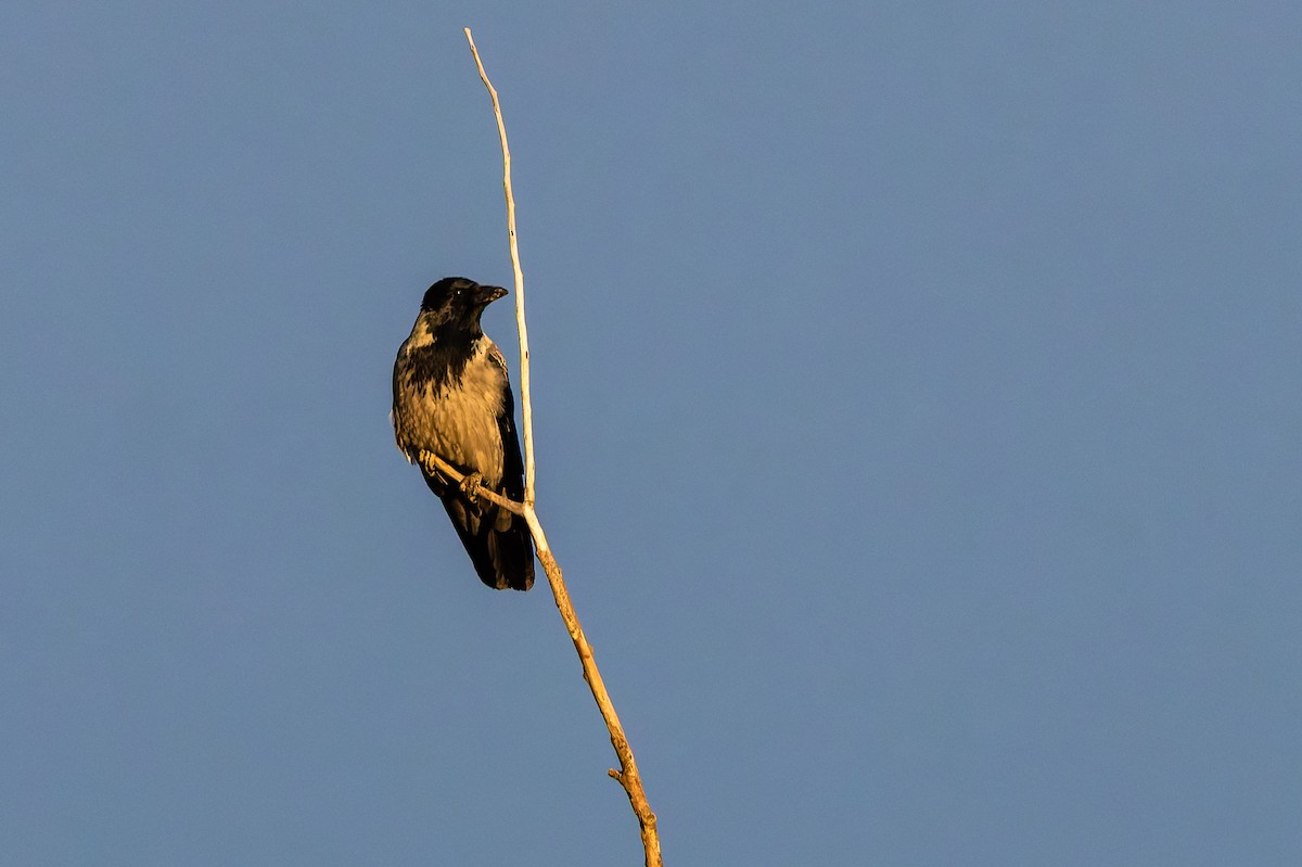Hooded Crow - ML646695693