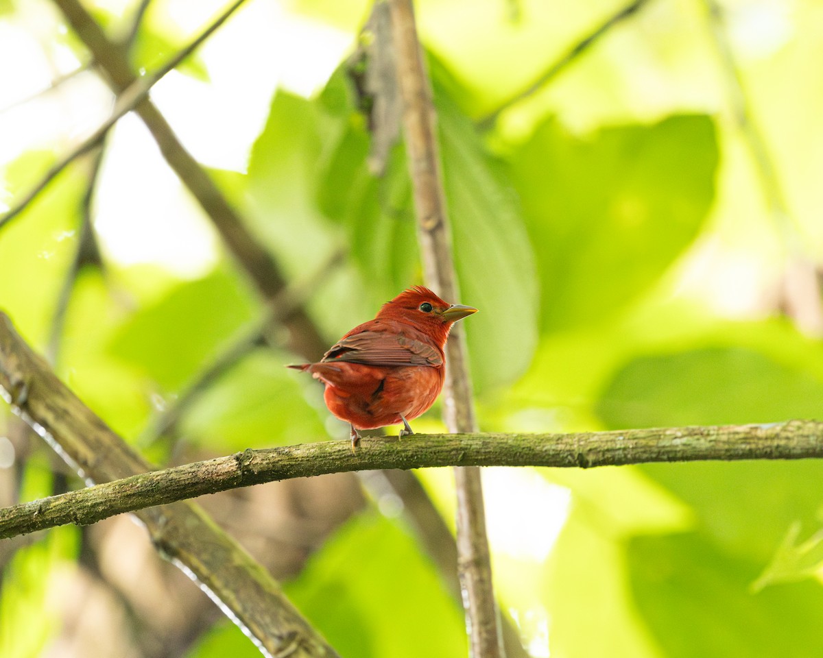 Summer Tanager - ML646695707
