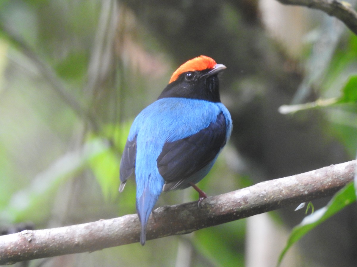Swallow-tailed Manakin - ML646695712