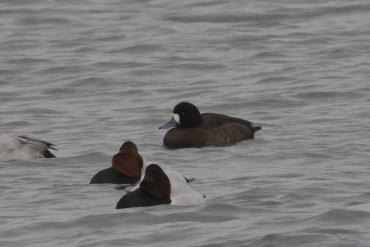 Murgilari handia - ML646695713