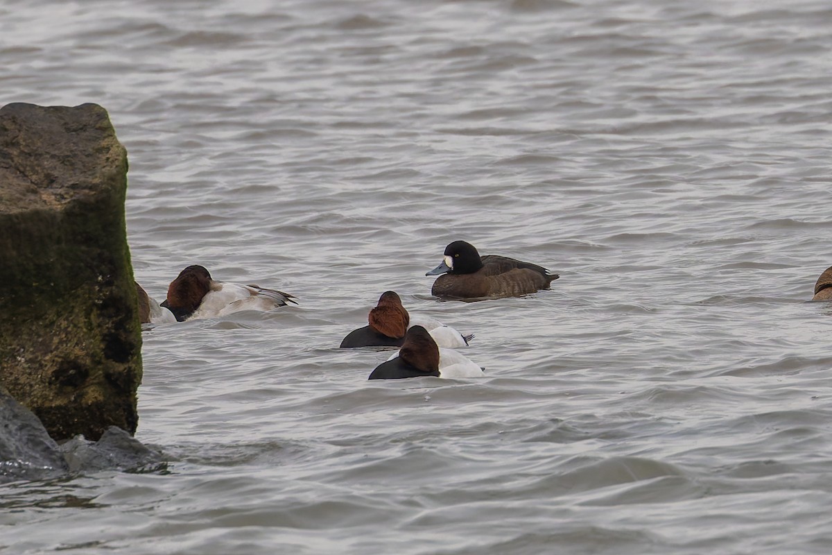 Murgilari handia - ML646695714