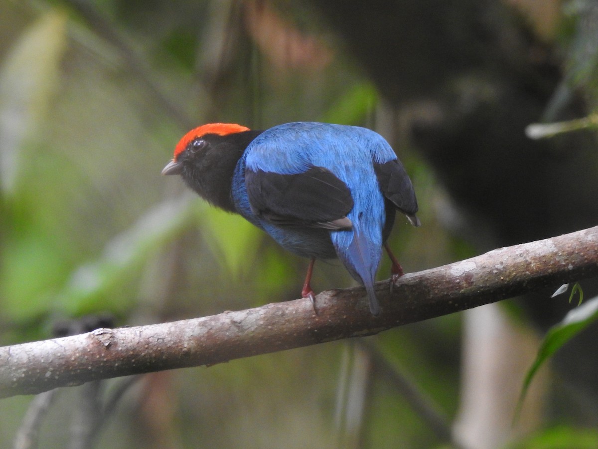 Swallow-tailed Manakin - ML646695715