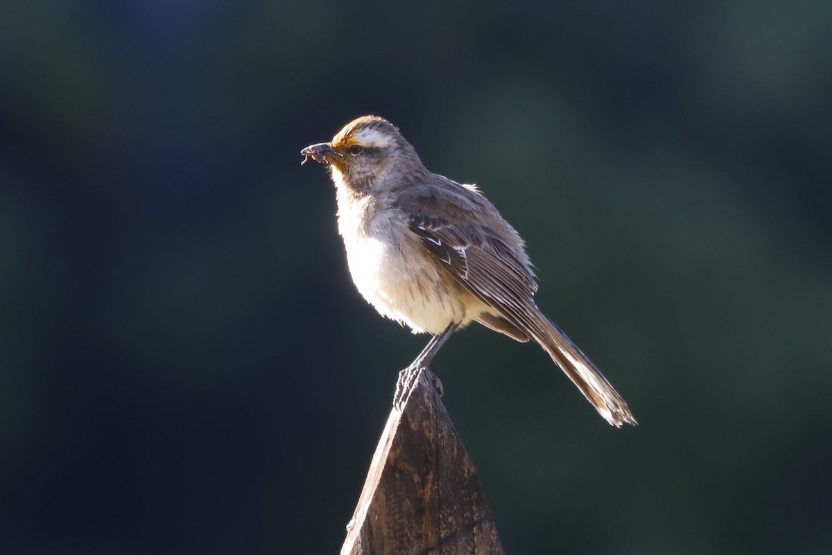 チリーマネシツグミ - ML646695717