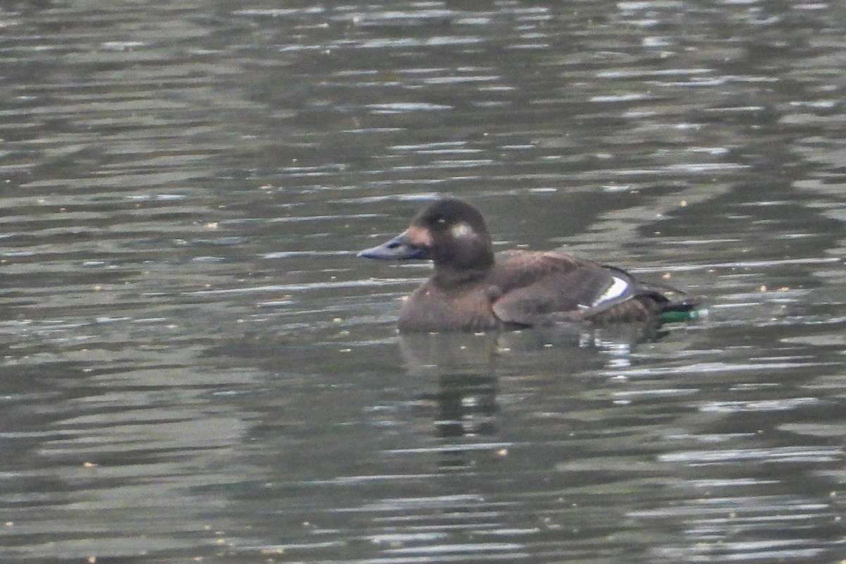 Macreuse brune - ML646695720