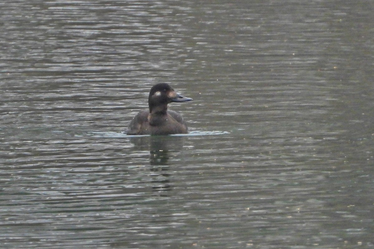 Macreuse brune - ML646695721