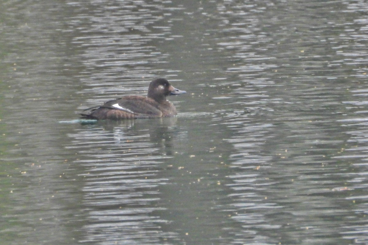 Macreuse brune - ML646695722