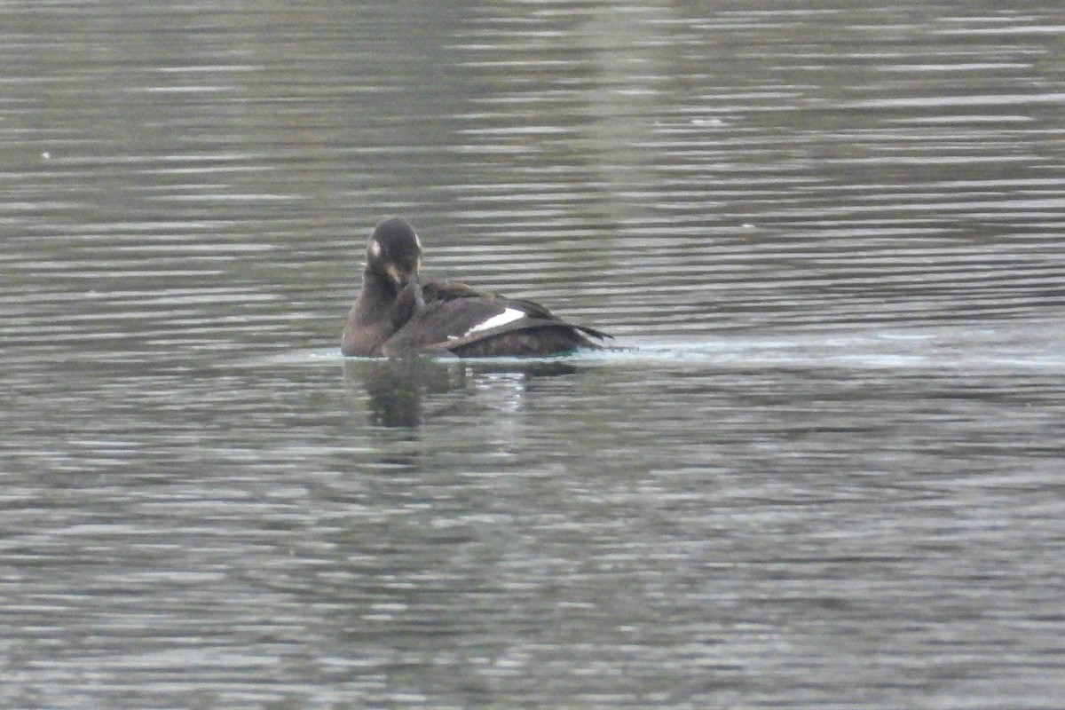 Macreuse brune - ML646695723