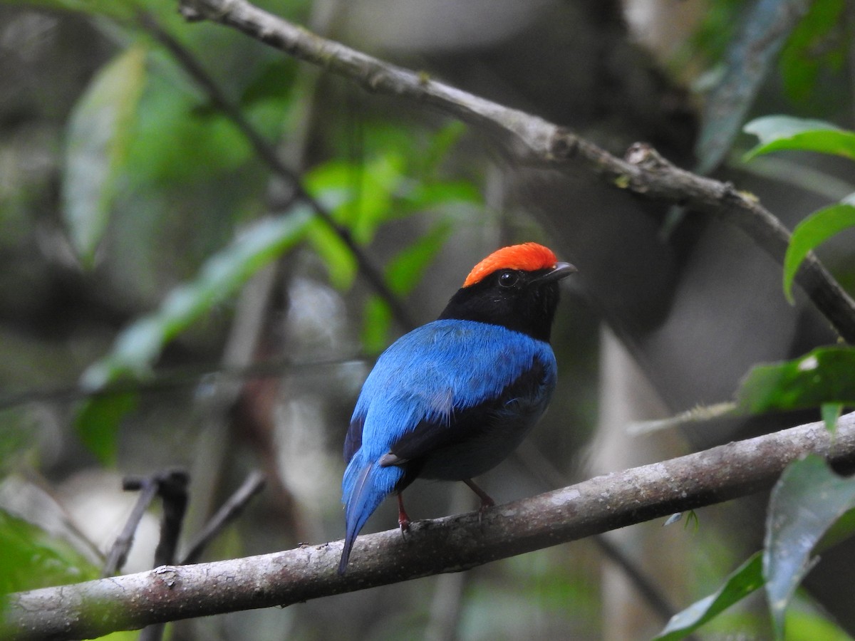 Swallow-tailed Manakin - ML646695726