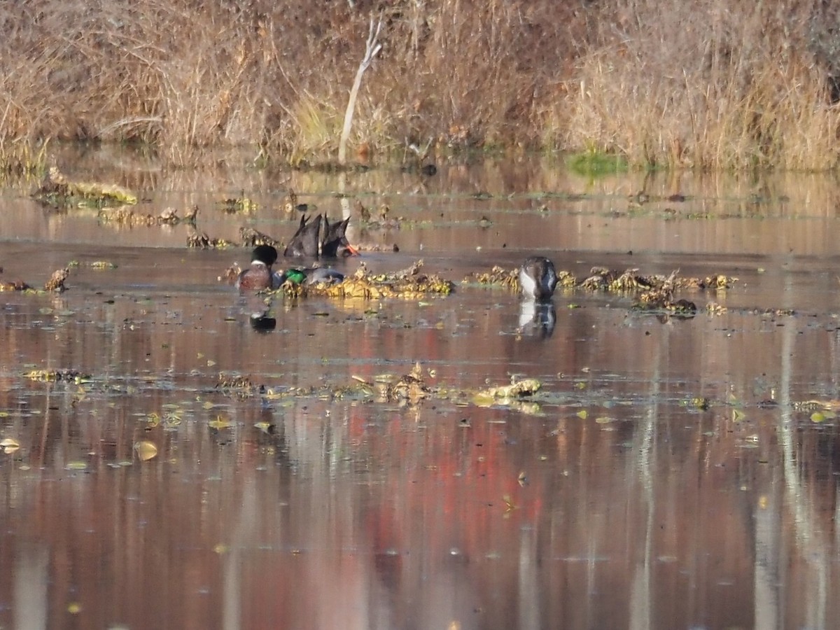 Gadwall - ML646695750