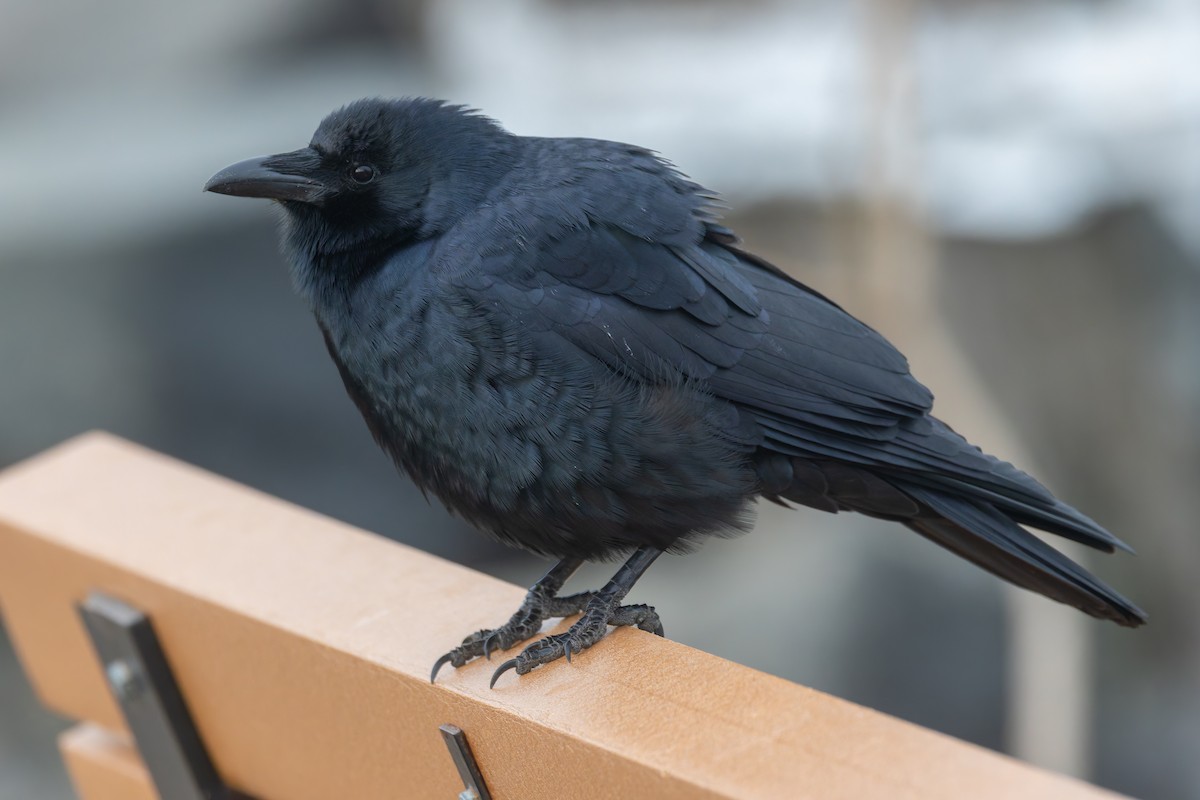 Fish Crow - ML646695751