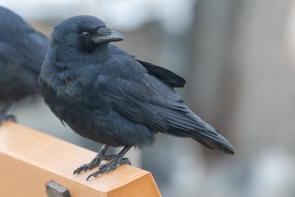 Fish Crow - ML646695752