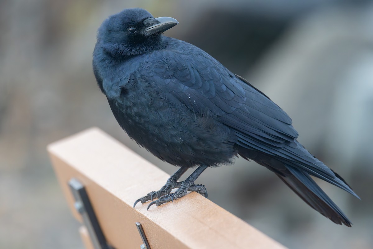 Fish Crow - ML646695753