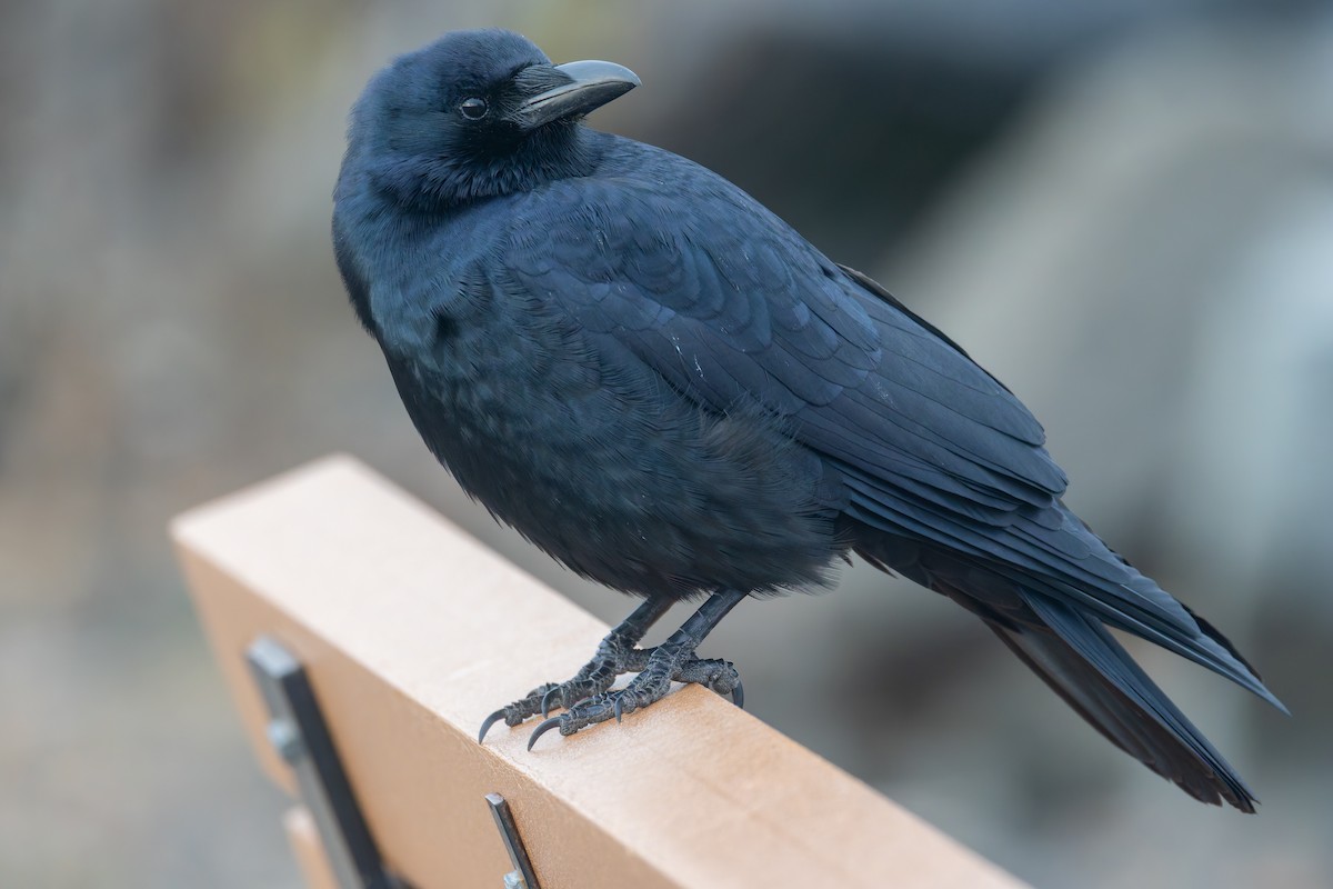 Fish Crow - ML646695754