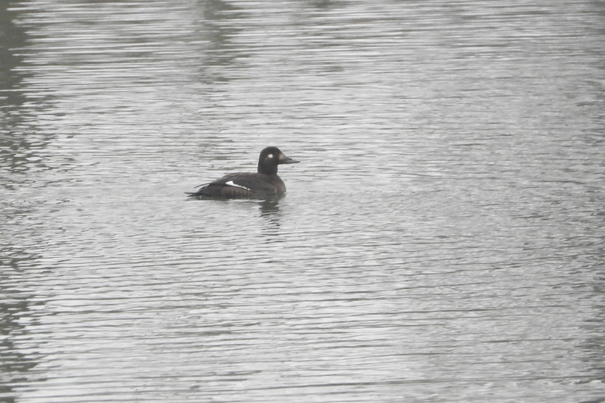 Macreuse brune - ML646695755