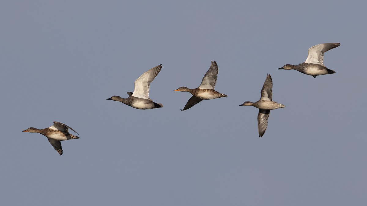 Серая утка - ML646695756