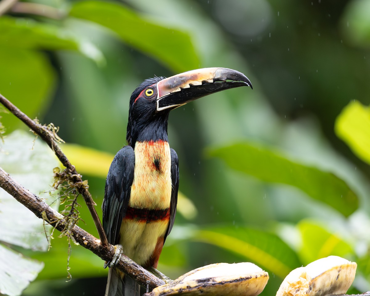 Collared Aracari - ML646695757