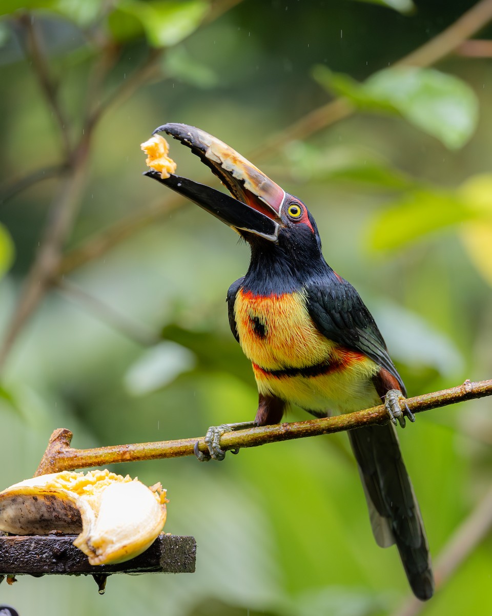 Collared Aracari - ML646695758