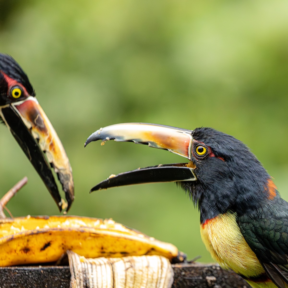 Collared Aracari - ML646695759