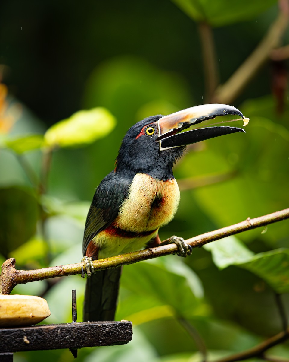 Collared Aracari - ML646695760